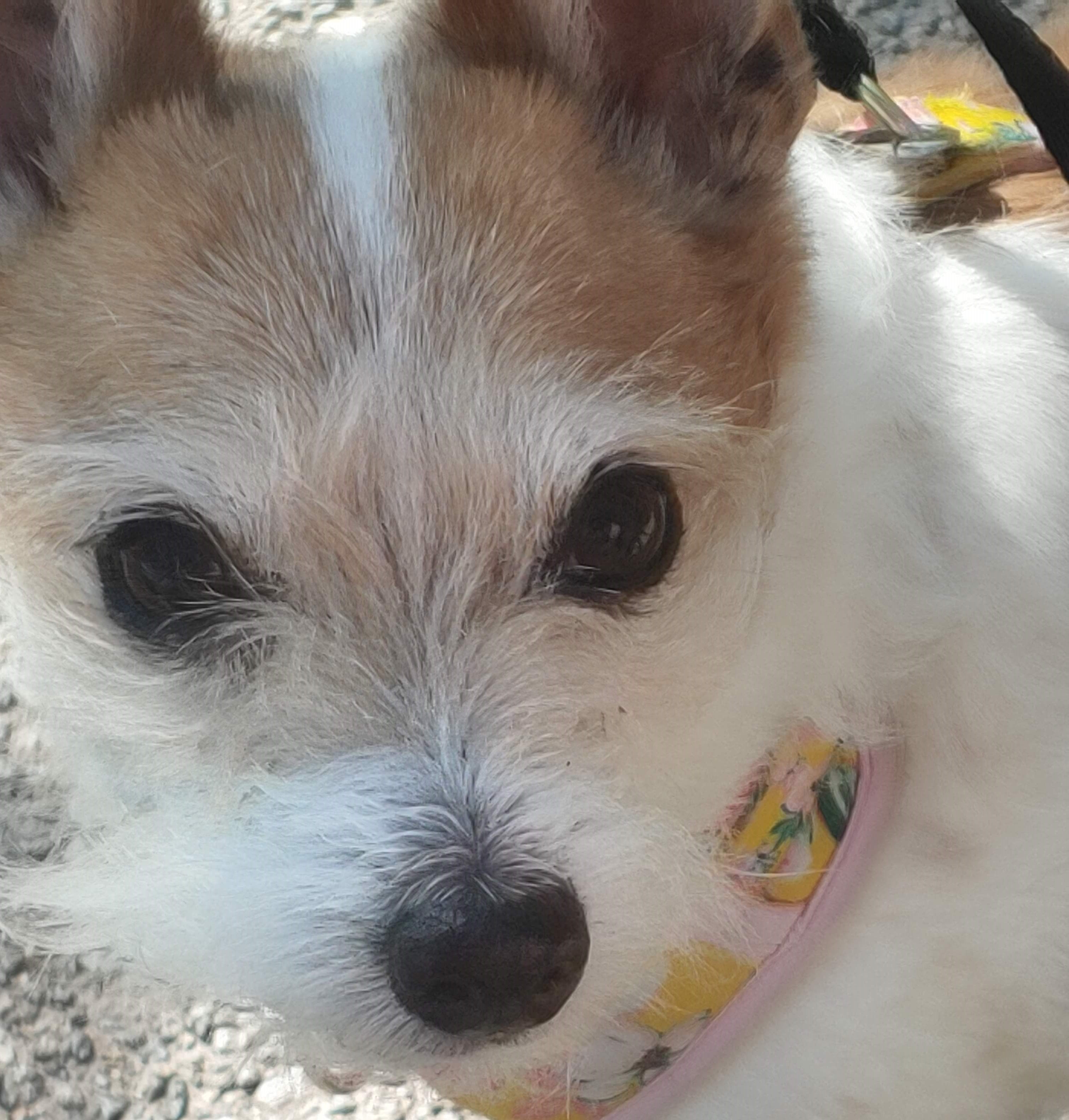 A close-up photo of a small white and brown dog with a pink and yellow harness on.